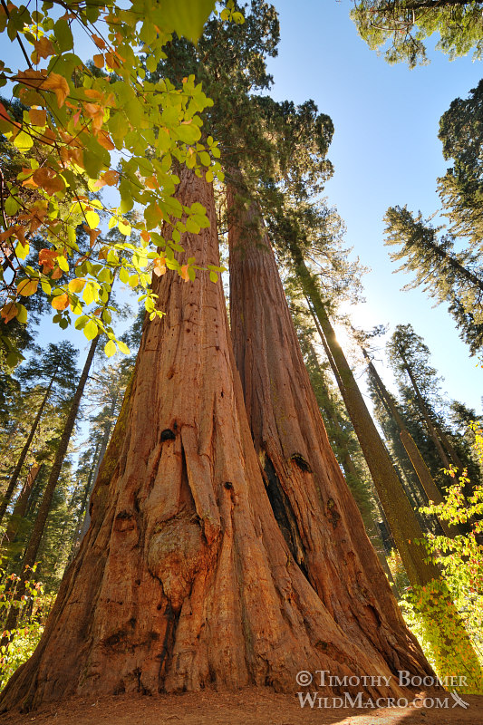 Giant sequoia trees (Sequoiadendron giganteum).  Calaveras Big Trees State Park, Calaveras County, CA.  Stock Photo ID=PLA0346