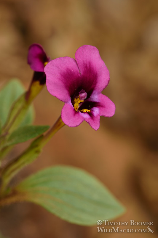 Kellogg's monkeyflower (Mimulus kelloggii).  Tiger Creek, Amador County, CA. Stock Photo ID=PLA0359