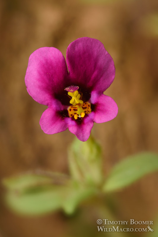 Kellogg's monkeyflower (Mimulus kelloggii).  Tiger Creek, Amador County, CA. Stock Photo ID=PLA0496