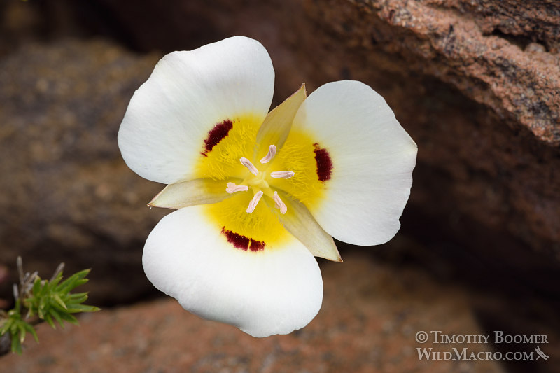 Leichtlin's mariposa lily (Calochortus leichtlinii).  Eldorado National Forest, Sierra Nevada, Amador County, California. Stock Photo ID=PLA0397