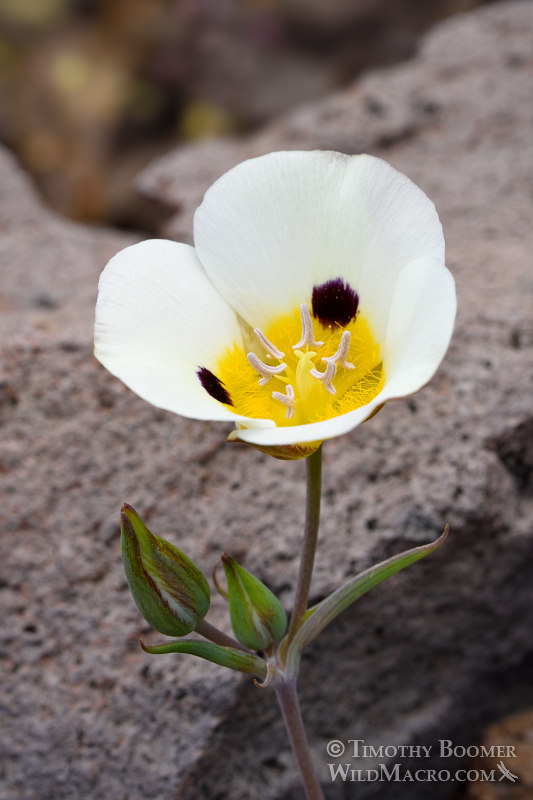 Leichtlin's mariposa lily (Calochortus leichtlinii).  Eldorado National Forest, Sierra Nevada, Amador County, California. Stock Photo ID=PLA0399