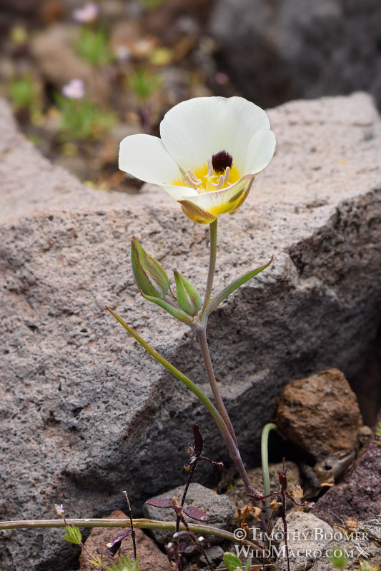 Leichtlin's mariposa lily (Calochortus leichtlinii).  Eldorado National Forest, Sierra Nevada, Amador County, California. Stock Photo ID=PLA0400