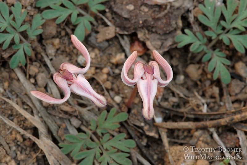 Longhorn steer's head (Dicentra uniflora) is one of the first wildflowers to bloom in the Sierra each spring and is commonly found near snowmelt.  Eldorado National Forest, Alpine County, CA. Stock Photo ID=PLA0118
