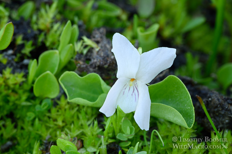 Macloskey's violet (Viola macloskeyi).  Carson Pass, Eldorado National Forest, Sierra Nevada, Alpine County, California.  Stock Photo ID=PLA0427