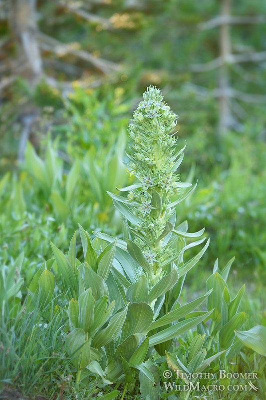 Monument plant (Frasera speciosa). Carson Pass, Eldorado National Forest, Sierra Nevada, Alpine County, California. Stock Photo ID=PLA0434