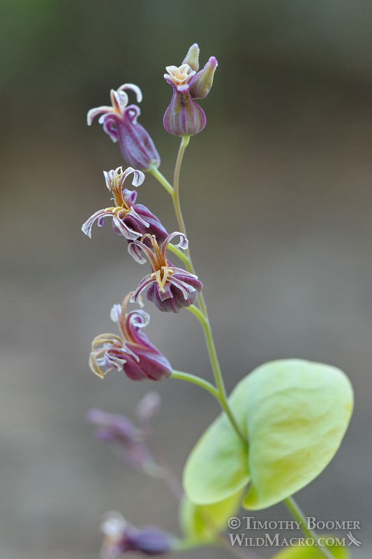 Mountain jewelflower (Streptanthus tortuosus var. orbiculatus). Osgood Swamp, Eldorado National Forest, El Dorado County, CA. Stock Photo ID=PLA0307