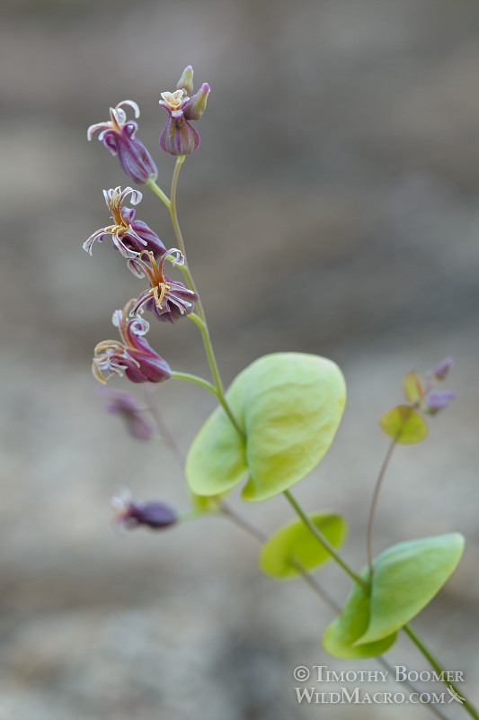 Mountain jewelflower (Streptanthus tortuosus var. orbiculatus). Osgood Swamp, Eldorado National Forest, El Dorado County, CA. Stock Photo ID=PLA0308