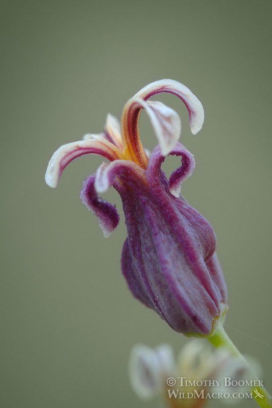 Mountain jewelflower (Streptanthus tortuosus var. orbiculatus). Osgood Swamp, Eldorado National Forest, El Dorado County, CA. Stock Photo ID=PLA0309