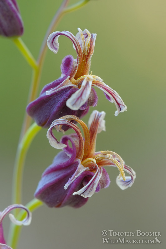 Mountain jewelflower (Streptanthus tortuosus var. orbiculatus). Osgood Swamp, Eldorado National Forest, El Dorado County, CA. Stock Photo ID=PLA0310