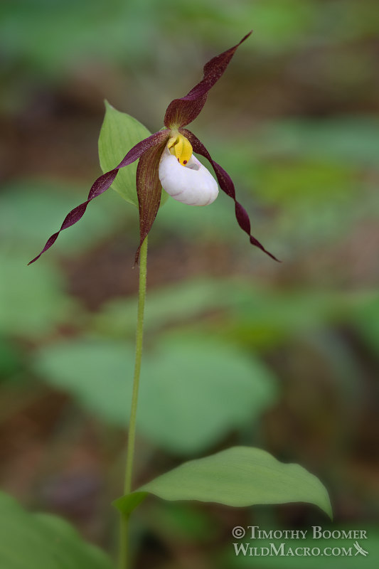 Mountain lady's slipper orchid (Cypripedium montanum).  Plumas National Forest, Plumas County, CA.  Stock Photo ID=PLA0362