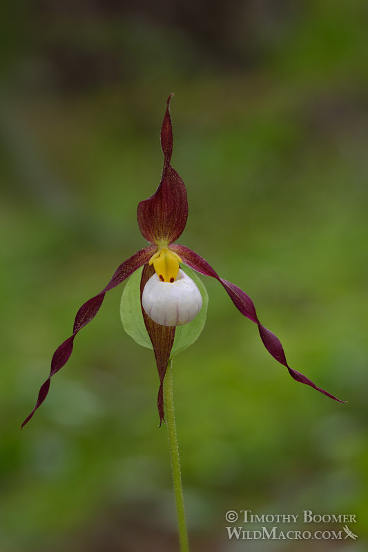 Mountain lady's slipper orchid (Cypripedium montanum).  Plumas National Forest, Plumas County, CA.  Stock Photo ID=PLA0363
