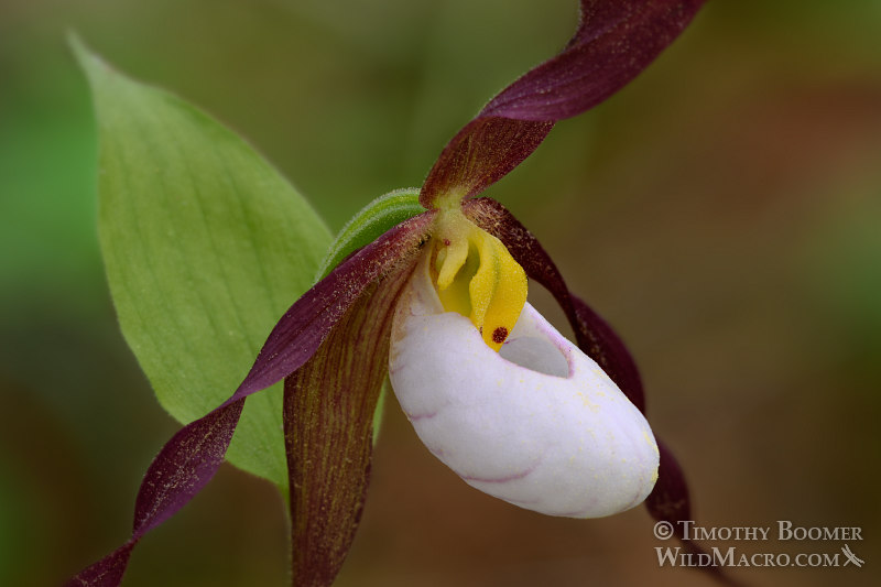 Mountain lady's slipper orchid (Cypripedium montanum).  Plumas National Forest, Plumas County, CA.  Stock Photo ID=PLA0364