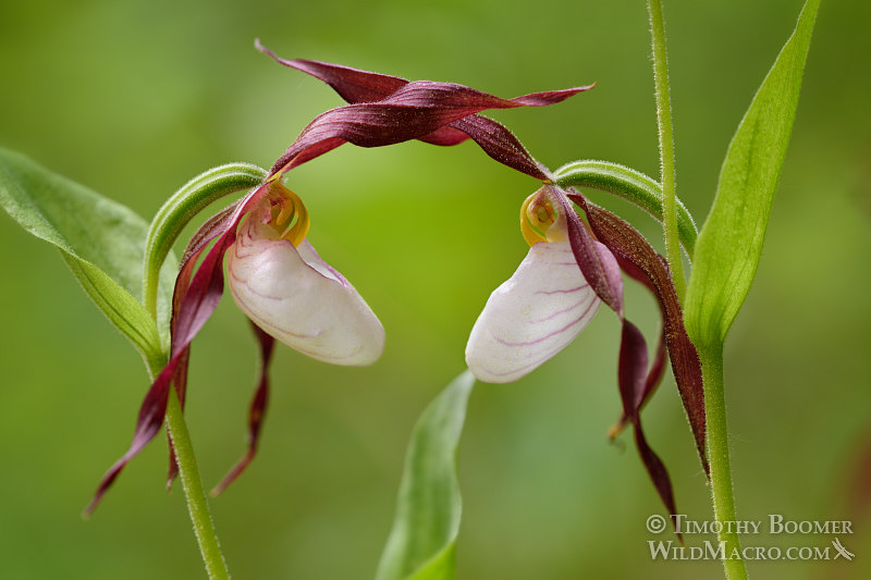 Mountain lady's slipper orchid (Cypripedium montanum).  Plumas National Forest, Plumas County, CA.  Stock Photo ID=PLA0366