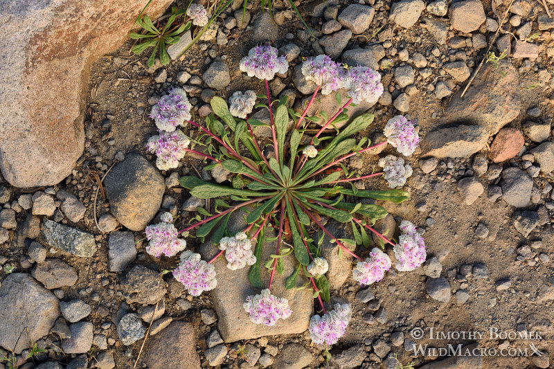One-seeded pussypaws (Cistanthe monosperma, formerly Calyptridium monospermum).  Carson Pass, Eldorado National Forest, Sierra Nevada, Alpine County, CA.  Stock Photo ID=PLA0404