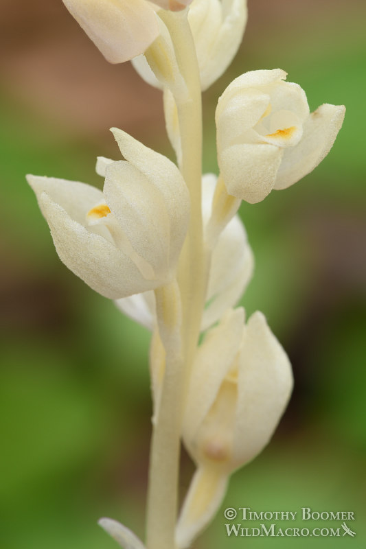 Phantom orchid (Cephalanthera austiniae).  El Dorado County, CA.  Stock Photo ID=PLA0392