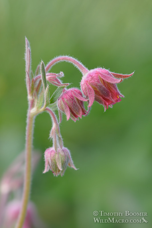 Prairie smoke (Geum triflorum var. ciliatum), close-up of beautiful, pink flower heads in bloom. Carson Pass, Eldorado National Forest, Sierra Nevada, Alpine County, California. Stock Photo ID=PLA0423