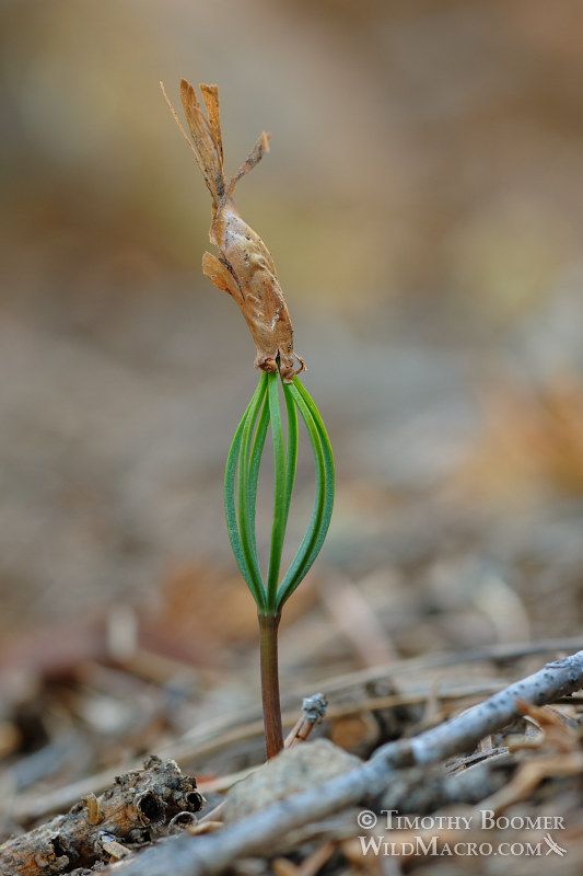 Red fir (Abies magnifica var. magnifica) seedling.  Eldorado National Forest, Amador County, CA. Stock Photo ID=PLA0360