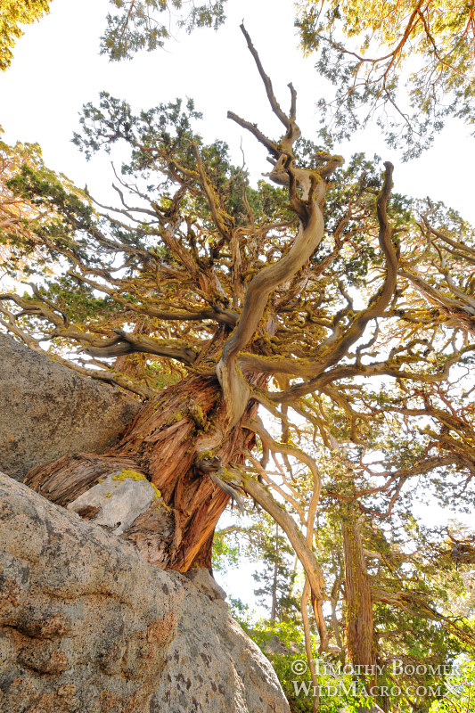 Sierra juniper (Juniperus grandis).  Carson Pass, Eldorado National Forest, Alpine County, CA. Stock Photo ID=PLA0322