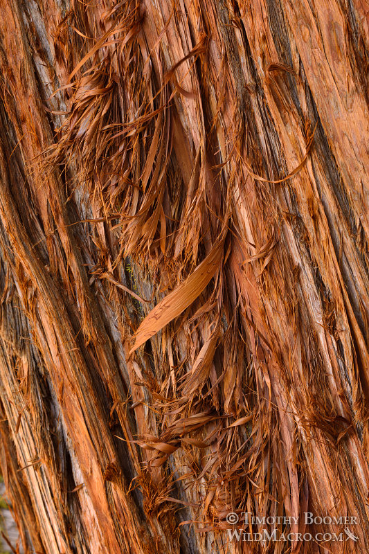 Sierra juniper (Juniperus grandis), detailed view of peeling reddish-brown bark - a key diagnostic feature.  Carson Pass, Eldorado National Forest, Sierra Nevada, Alpine County, CA. Stock Photo ID=PLA0432