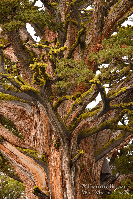 Sierra juniper (Juniperus grandis). Carson Pass, Eldorado National Forest, Sierra Nevada, Alpine County, California. Stock Photo ID=PLA0437