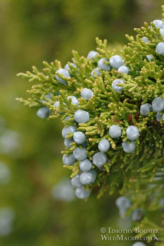 Sierra juniper (Juniperus grandis) berries or seed cones.  Carson Spur, Eldorado National Forest, Sierra Nevada, El Dorado County, CA. Stock Photo ID=PLA0344
