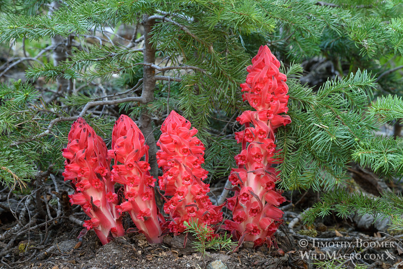 Snow plant (Sarcodes sanguinea). Thunder Mountain Trail, Eldorado National Forest, Sierra Nevada, Amador County, California.  Stock Photo ID=PLA0415