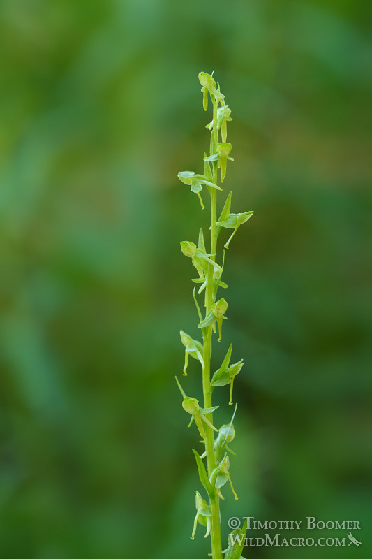 Sparse-flowered bog orchid (Platanthera sparsiflora). Carson Pass, Eldorado National Forest, Sierra Nevada, Alpine County, California.  Stock Photo ID=PLA0396