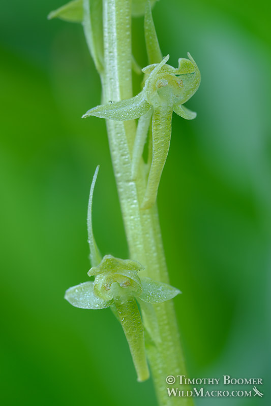 Sparse-flowered bog orchid (Platanthera sparsiflora). Carson Pass, Eldorado National Forest, Sierra Nevada, Alpine County, California.  Stock Photo ID=PLA0425