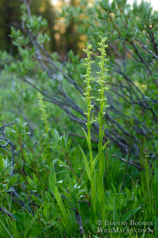 Sparse-flowered bog orchid (Platanthera sparsiflora). Carson Pass, Eldorado National Forest, Sierra Nevada, Alpine County, California.  Stock Photo ID=PLA0426