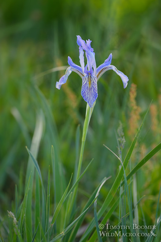 Western blue flag (Iris missouriensis).  Carson Pass, Eldorado National Forest, Sierra Nevada, Alpine County, California.  Stock Photo ID=PLA0430