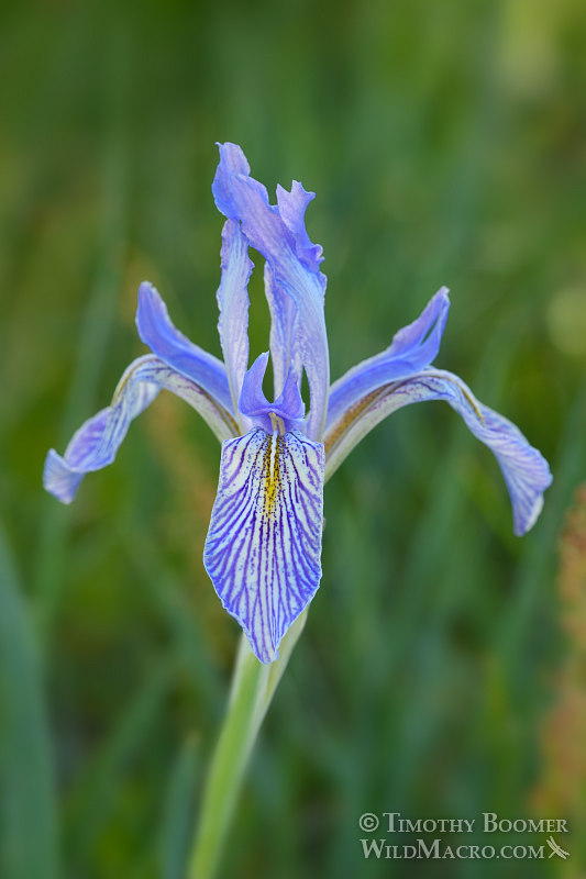 Western blue flag (Iris missouriensis).  Carson Pass, Eldorado National Forest, Sierra Nevada, Alpine County, California.  Stock Photo ID=PLA0431