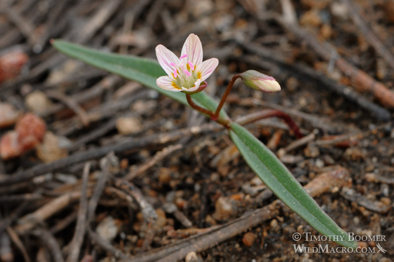 Western spring beauty (Claytonia lanceolata).  Carson Pass, Eldorado National Forest, Alpine County, CA.  Stock Photo ID=PLA0120