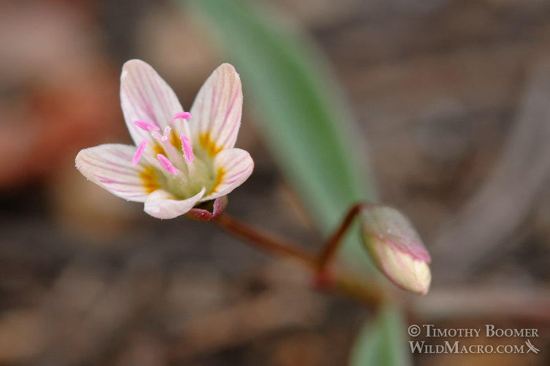 Western spring beauty (Claytonia lanceolata).  Carson Pass, Eldorado National Forest, Alpine County, CA.  Stock Photo ID=PLA0122