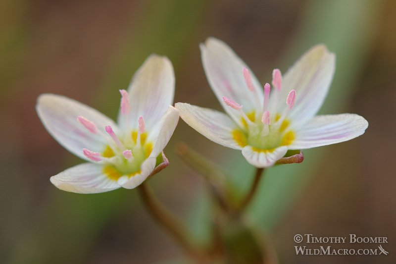 Western spring beauty (Claytonia lanceolata).  Carson Pass, Eldorado National Forest, Alpine County, CA.  Stock Photo ID=PLA0228