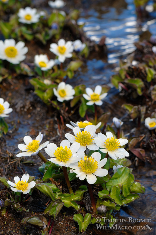 White marsh marigold (Caltha leptosepala).  Carson Pass, Eldorado National Forest, Sierra Nevada, Alpine County, California.  Stock Photo ID=PLA0317