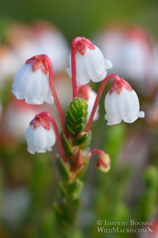 White mountain heather (Cassiope mertensiana).  Carson Pass, Eldorado National Forest, Sierra Nevada, Alpine County, California.  Stock Photo ID=PLA0424