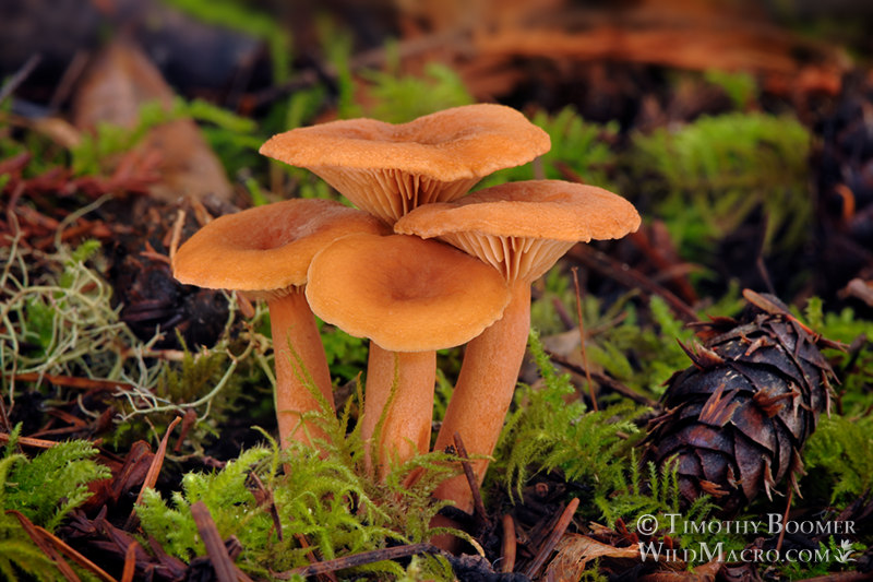 Candy cap (Lactarius rubidus).  Salt Point State Park, Sonoma County, California, USA.  Stock Photo ID=FUN0169