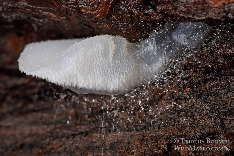 Toothed jelly fungus (Pseudohydnum gelatinosum). Portola Redwoods State Park, San Mateo County, California, USA.  Stock Photo ID=FUN0239