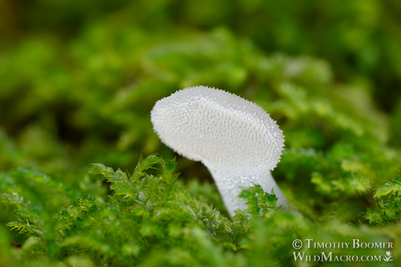 Toothed jelly fungus (Pseudohydnum gelatinosum). Mount Tamalpais State Park, Marin County, California, USA.  Stock Photo ID=FUN0262