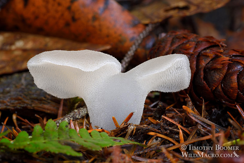 Toothed jelly fungus (Pseudohydnum gelatinosum). Mount Tamalpais State Park, Marin County, California, USA.  Stock Photo ID=FUN0263