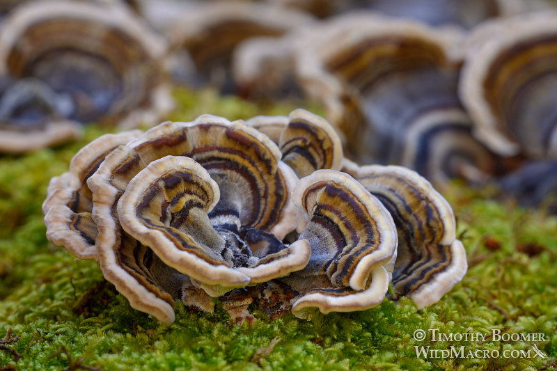 Turkey tail (Trametes versicolor), a polypore mushroom.  Sky Oak Watershed, Marin County, California, USA. Stock Photo ID=FUN0242