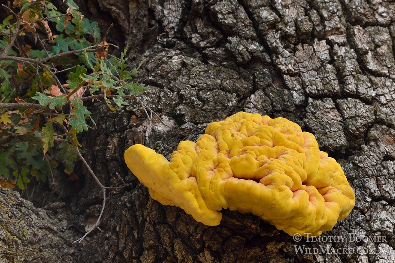 Chicken of the woods or sulfur shelf (Laetiporus gilbertsonii).  Alameda County, CA. Stock Photo ID=FUN0176