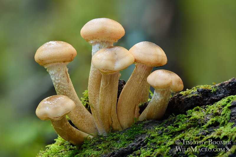 Honey mushroom (Armillaria mellea).  Big Basin Redwoods State Park, Santa Cruz County, California, USA.  Stock Photo ID=FUN0224