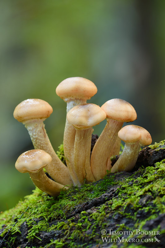 Honey mushroom (Armillaria mellea).  Big Basin Redwoods State Park, Santa Cruz County, California, USA.  Stock Photo ID=FUN0225