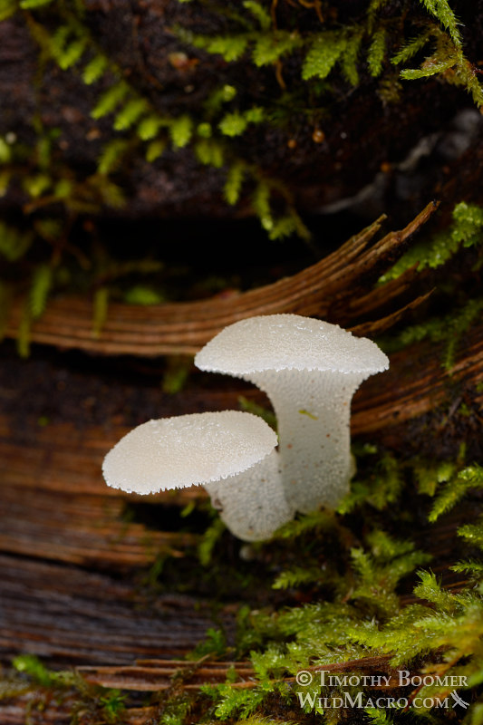 Toothed jelly fungus (Pseudohydnum gelatinosum). Big Basin Redwoods State Park, Santa Cruz County, CA.  Stock Photo ID=FUN0182