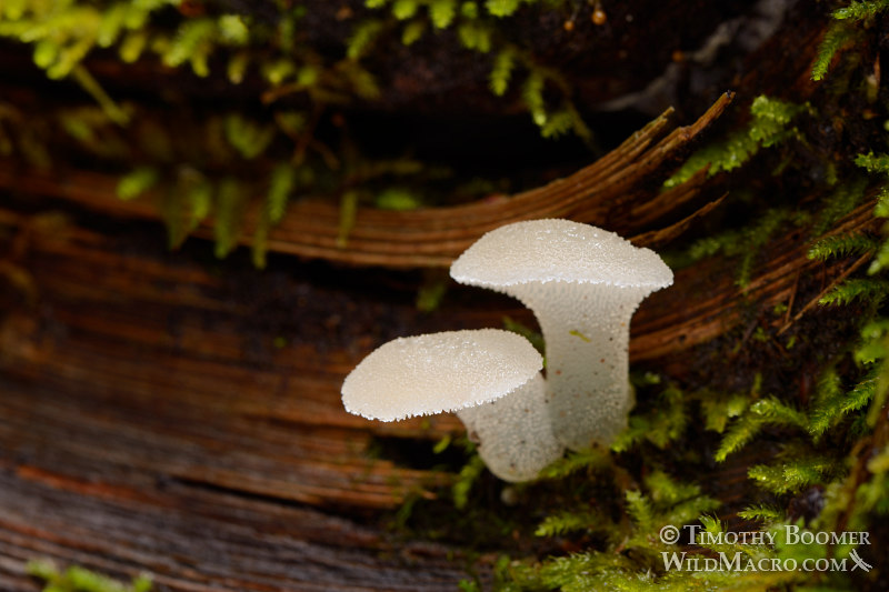 Toothed jelly fungus (Pseudohydnum gelatinosum). Big Basin Redwoods State Park, Santa Cruz County, CA.  Stock Photo ID=FUN0183