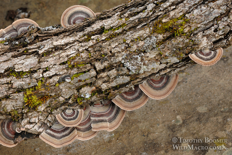 Turkey tail (Trametes versicolor), a polypore mushroom.  Stebbins Cold Canyon Reserve, Solano County, CA. Stock Photo ID=FUN0116