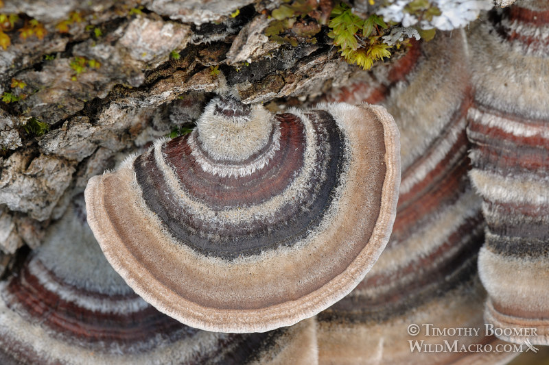 Turkey tail (Trametes versicolor), a polypore mushroom.  Stebbins Cold Canyon Reserve, Solano County, CA. Stock Photo ID=FUN0117
