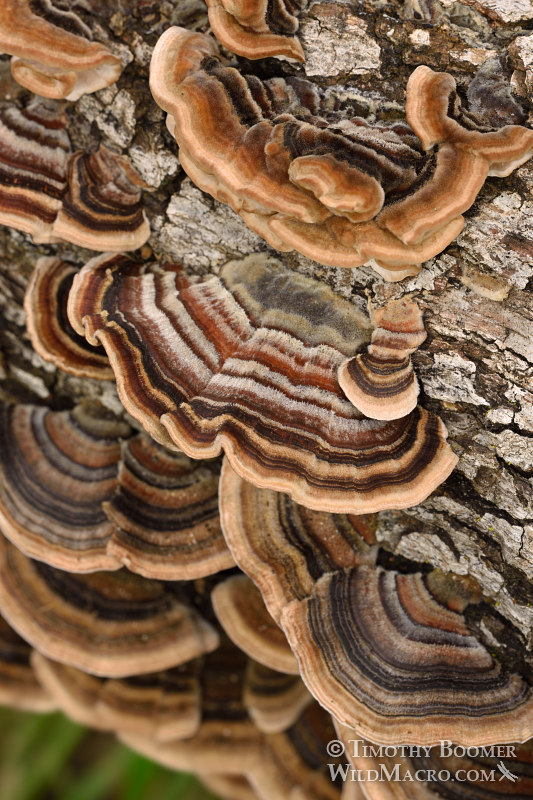 Turkey tail (Trametes versicolor), a polypore mushroom.  Black Diamond Mines Regional Preserve, Antioch, Contra Costa County, California, USA. Stock Photo ID=FUN0201