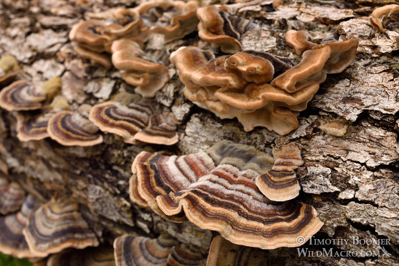 Turkey tail (Trametes versicolor), a polypore mushroom.  Black Diamond Mines Regional Preserve, Antioch, Contra Costa County, California, USA. Stock Photo ID=FUN0202